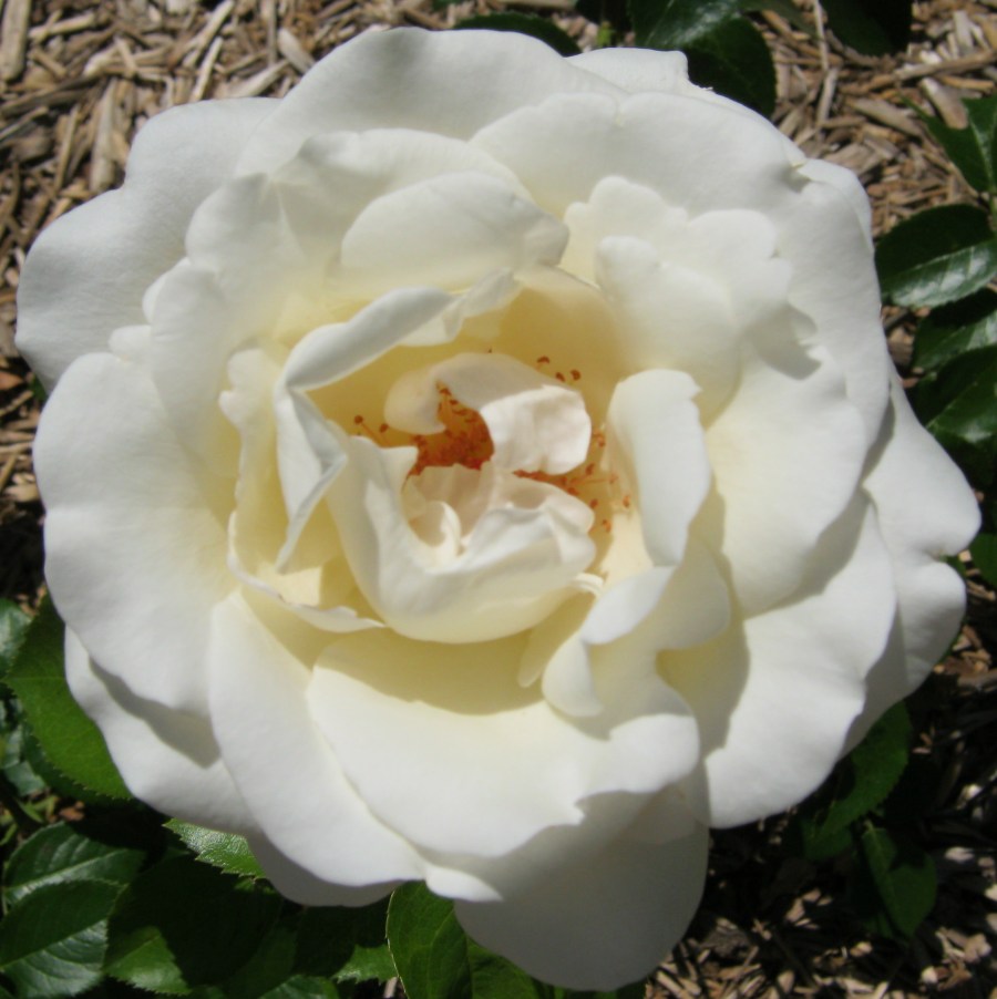 6 6 10 Afternoon walk 017a