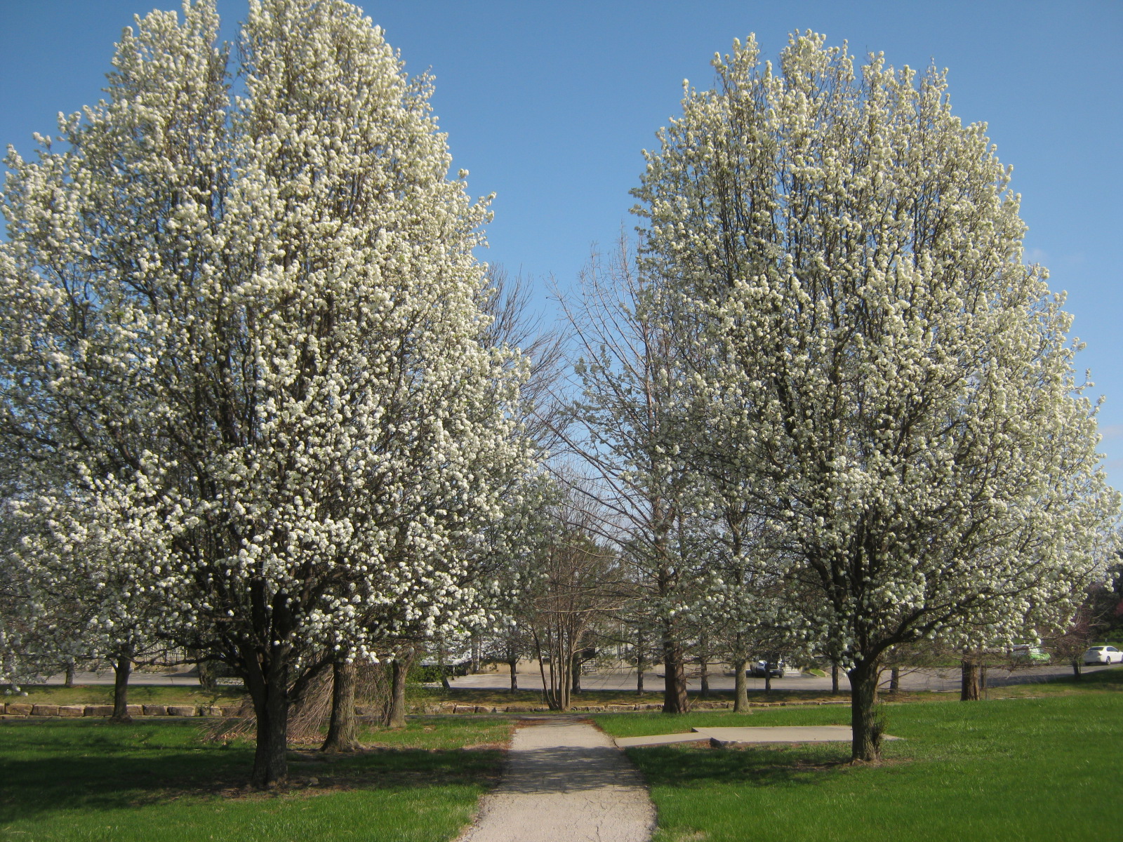 Blog Pics 4 5 20 041