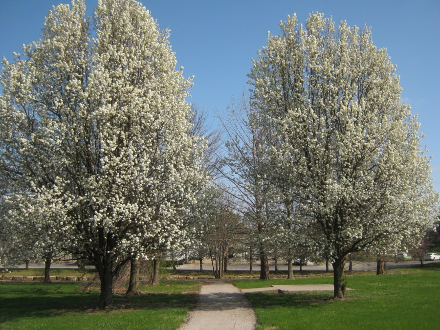 Blog Pics 4 5 20 041