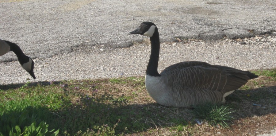 Blog Pics 4 5 20 047