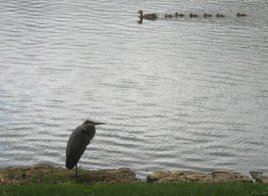 Sat May 20 2017 20 plus mile walk 008